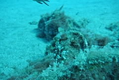 Stephanolepis hispida