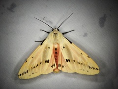 Spilarctia seriatopunctata