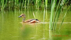 Dendrocygna javanica