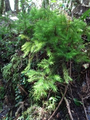 Dendroligotrichum dendroides