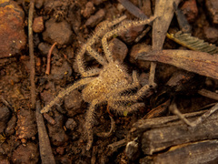 Neosparassus diana