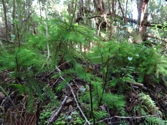 Dendroligotrichum dendroides