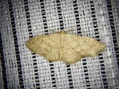 Idaea invalida