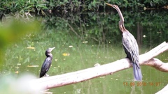 Anhinga melanogaster