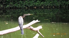 Anhinga melanogaster