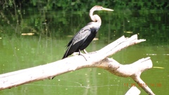 Anhinga melanogaster