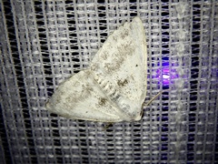 Lomographa temerata