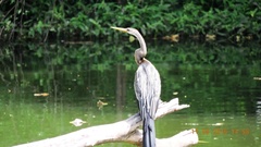 Anhinga melanogaster