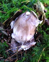 Amanita vaginata