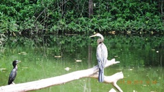 Anhinga melanogaster