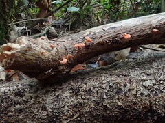 Favolaschia calocera