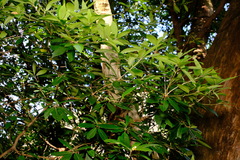 Pittosporum