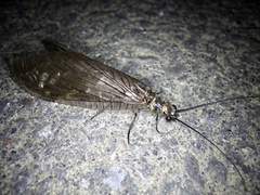 Parachauliodes continentalis