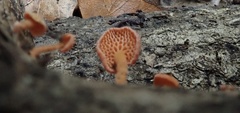 Favolaschia calocera