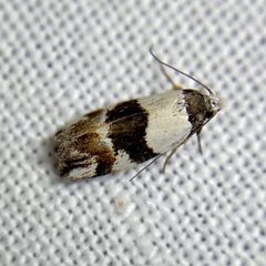 Zonopetala decisana