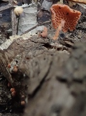 Favolaschia calocera