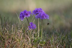 Primula algida