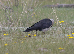 Corvus dauuricus