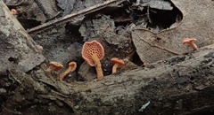Favolaschia calocera