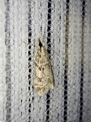 Eudonia persimilis