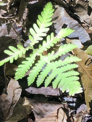 Phegopteris