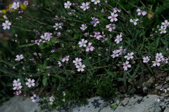 Gypsophila repens