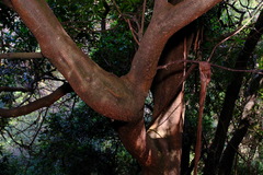 Pittosporum