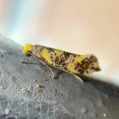 Monopis chrysogramma