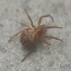 Araneus