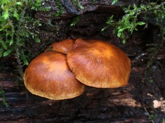 Gymnopilus