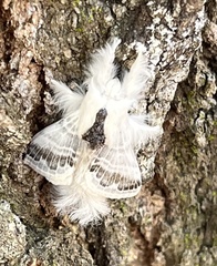 Tolype velleda