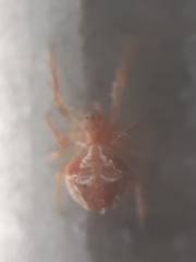 Araneus