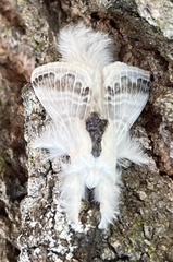 Tolype velleda