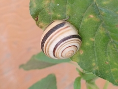 Caucasotachea vindobonensis