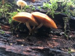 Gymnopilus