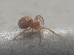 Araneus
