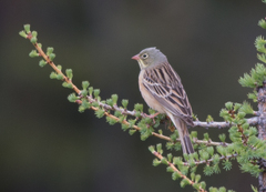 Emberiza hortulana
