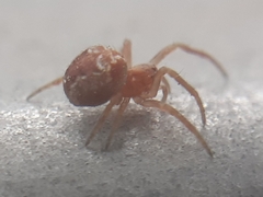Araneus