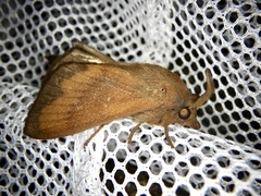 Dendrolimus spectabilis