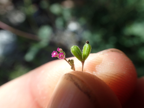 Boerhavia diffusa observed 2017-08-31