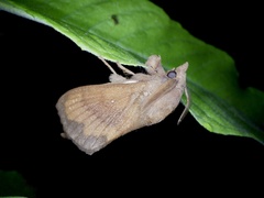 Dendrolimus spectabilis