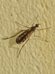 Sylvicola punctatus