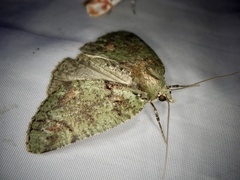 Dindica virescens