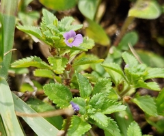 Stemodia verticillata