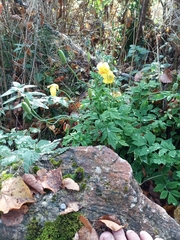 Papaver cambricum