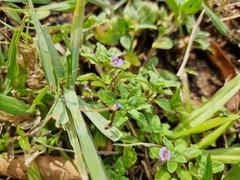 Stemodia verticillata