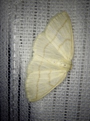 Parabapta aetheriata