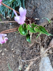 Cyclamen hederifolium