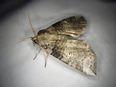 Tethea ampliata