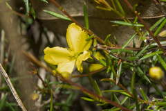 Hibbertia acicularis